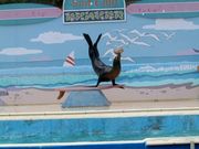 画像(180x135)・拡大画像(640x480)