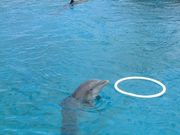 画像(180x135)・拡大画像(640x480)