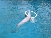 画像(180x135)・拡大画像(640x480)