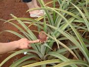 画像(180x135)・拡大画像(640x480)