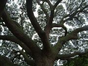 画像(180x135)・拡大画像(640x480)