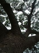 画像(135x180)・拡大画像(480x640)