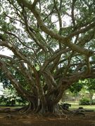 画像(135x180)・拡大画像(480x640)