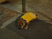 画像(180x135)・拡大画像(640x480)