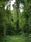 画像(135x180)・拡大画像(480x640)