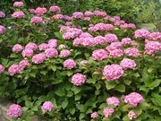 画像(180x135)・拡大画像(640x480)