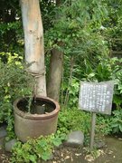 画像(135x180)・拡大画像(480x640)