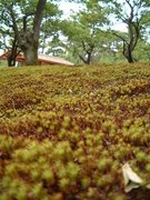 画像(135x180)・拡大画像(480x640)