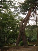 画像(135x180)・拡大画像(480x640)