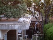 画像(180x135)・拡大画像(640x480)