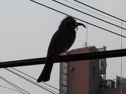 画像(180x135)・拡大画像(640x480)