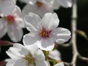 画像(180x135)・拡大画像(640x480)