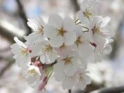 画像(180x135)・拡大画像(640x480)