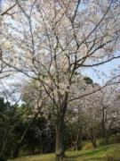 画像(135x180)・拡大画像(480x640)