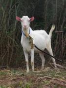 画像(135x180)・拡大画像(480x640)