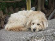 画像(180x135)・拡大画像(640x480)