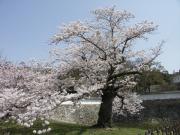 画像(180x135)・拡大画像(640x480)