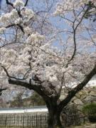 画像(135x180)・拡大画像(480x640)