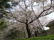 画像(180x135)・拡大画像(640x480)