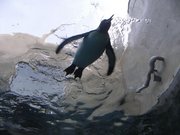 画像(180x135)・拡大画像(640x480)