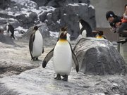 画像(180x135)・拡大画像(640x480)