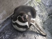 画像(180x135)・拡大画像(640x480)