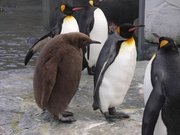 画像(180x135)・拡大画像(640x480)