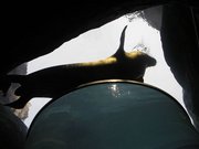 画像(180x135)・拡大画像(640x480)