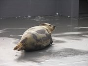 画像(180x135)・拡大画像(640x480)