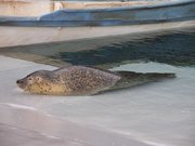 画像(180x135)・拡大画像(640x480)