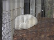 画像(180x135)・拡大画像(640x480)