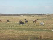 画像(180x135)・拡大画像(640x480)