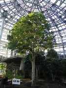 画像(135x180)・拡大画像(480x640)