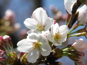 画像(180x135)・拡大画像(640x480)