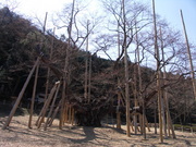 画像(180x135)・拡大画像(640x480)