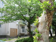 画像(180x135)・拡大画像(640x480)