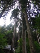 画像(135x180)・拡大画像(480x640)