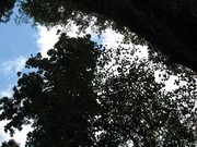 画像(180x135)・拡大画像(640x480)