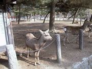 画像(180x135)・拡大画像(640x480)