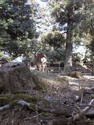 画像(135x180)・拡大画像(480x640)