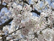 画像(180x135)・拡大画像(640x480)