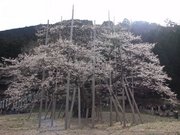 画像(180x135)・拡大画像(640x480)