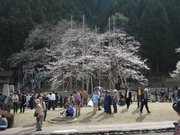 画像(180x135)・拡大画像(640x480)