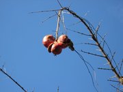 画像(180x135)・拡大画像(640x480)