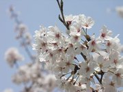 画像(180x135)・拡大画像(640x480)