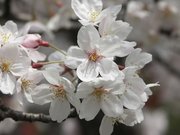 画像(180x135)・拡大画像(640x480)