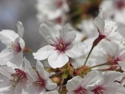 画像(180x135)・拡大画像(640x480)