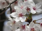 画像(180x135)・拡大画像(640x480)