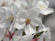 画像(180x135)・拡大画像(640x480)