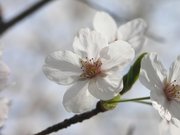 画像(180x135)・拡大画像(640x480)